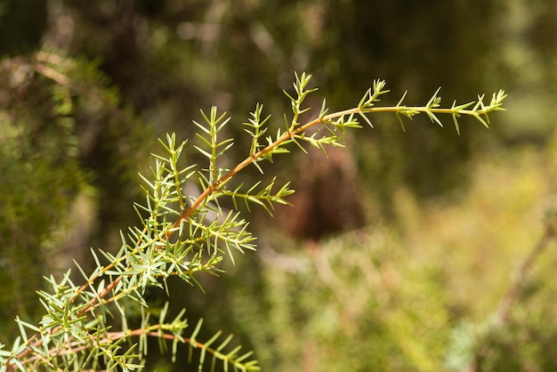 Grüner Wacholderzweig, der im Wald wächst