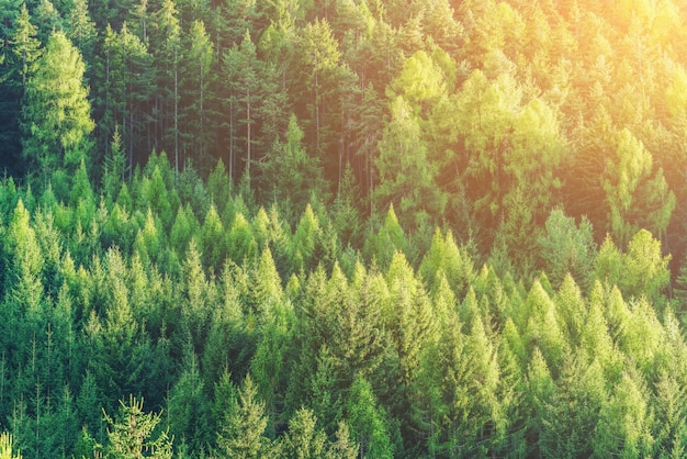 Grüner Wald der Tannen- und Kiefernlandschaft.