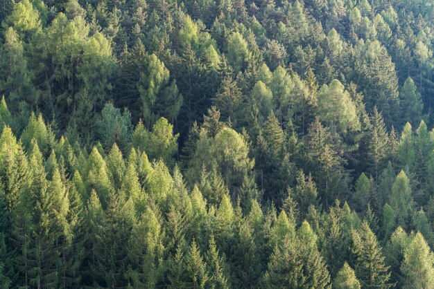 Grüner Wald der Tannen- und Kiefernlandschaft.