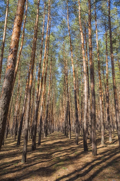 Grüner Wald Hintergrund