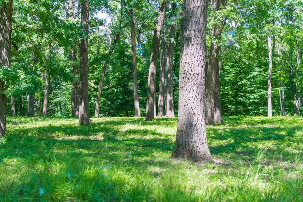 Grüner Wald im Sommer