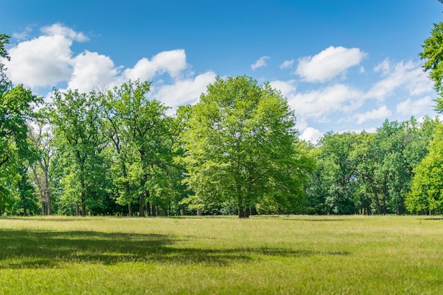 Grüner Wald im Sommer