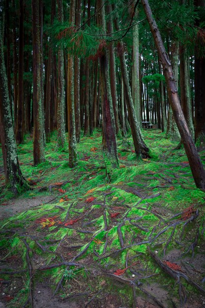 Grüner Wald in der Furnas-Lagune auf den Azoren