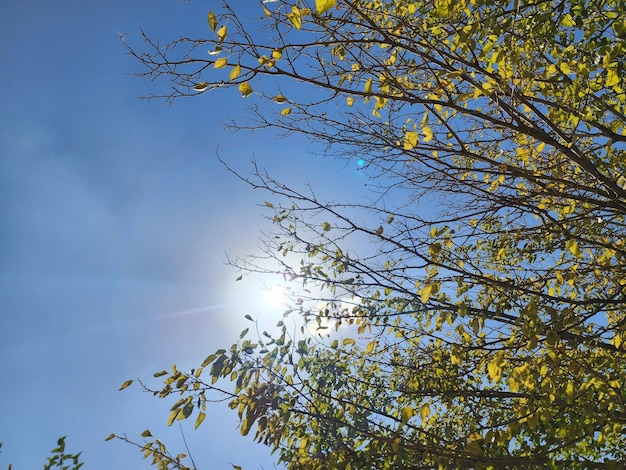 Foto grüner wald mit blick auf himmel und sonne