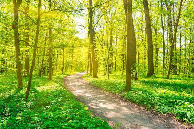 Grüner Wald mit Frühlingsbäumen