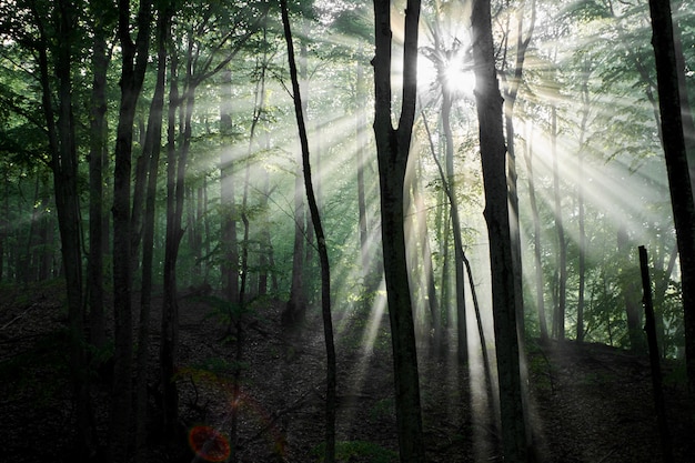 Grüner Wald mit strahlenden Sonnenstrahlen