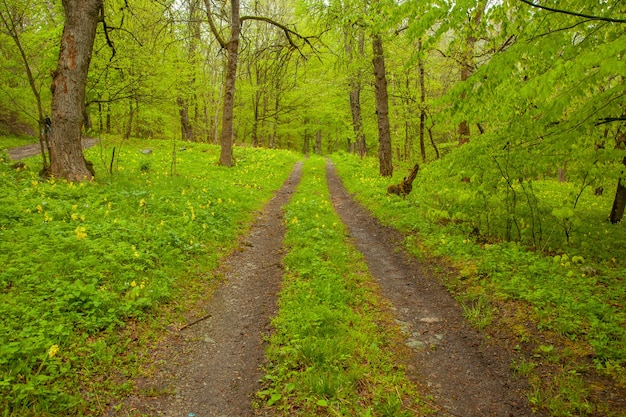 Grüner Wald mit Straße