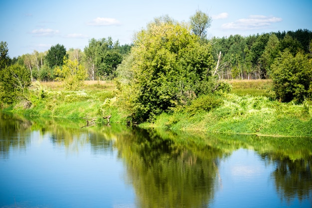 Foto grüner wald und fluss