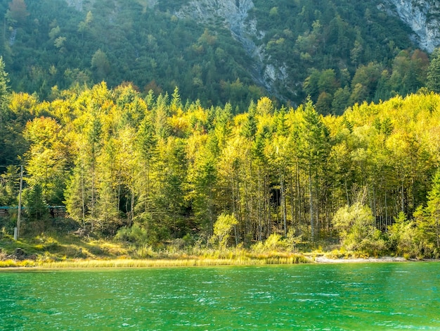 Grüner Wald und klare Seesicht