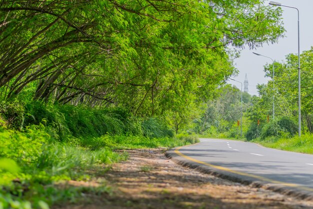 Grüner Wald und schöne Aussicht der Straße