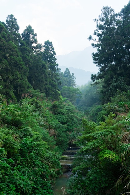 Foto grüner wald und waldfluss unter dem nebligen nebel