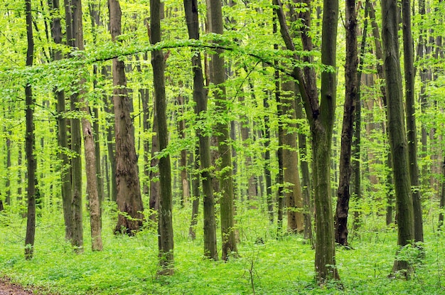grüner Wald