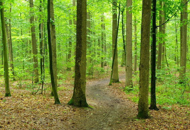 Grüner Wald