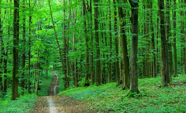 Foto grüner wald