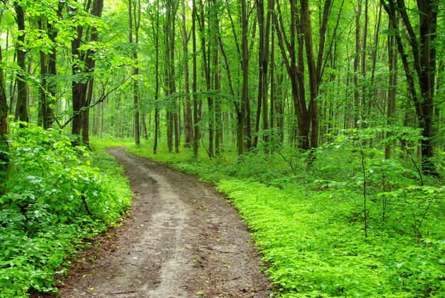 grüner Wald