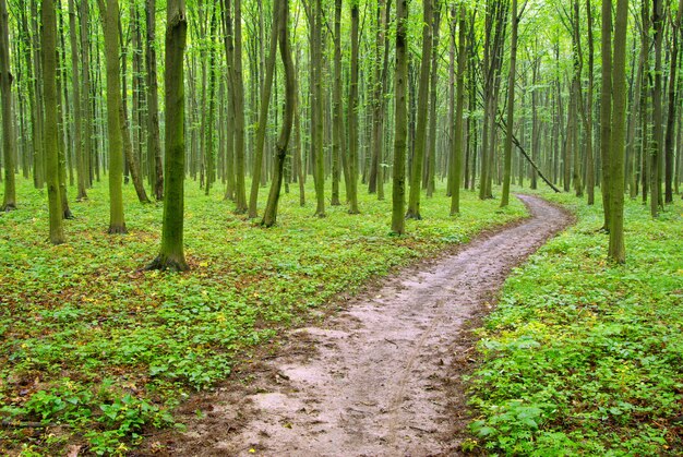 Grüner Wald