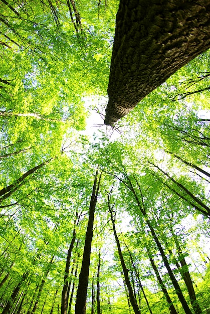 Grüner Waldhintergrund an einem sonnigen Tag