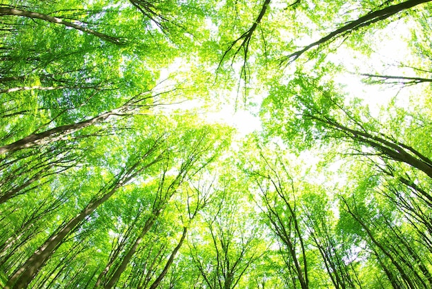 Grüner Waldhintergrund an einem sonnigen Tag