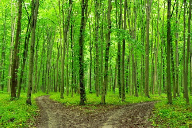 grüner Waldpark