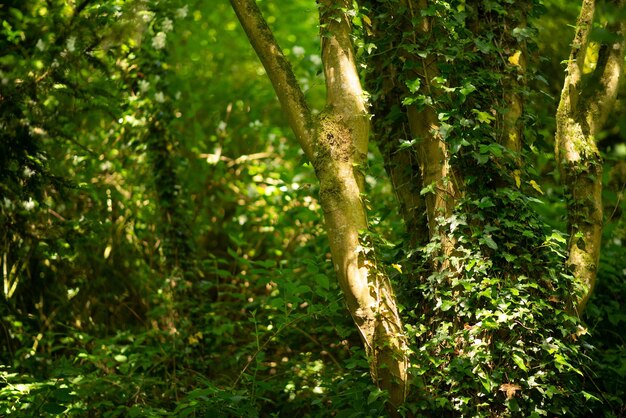 Grüner Waldthema-Natursommer