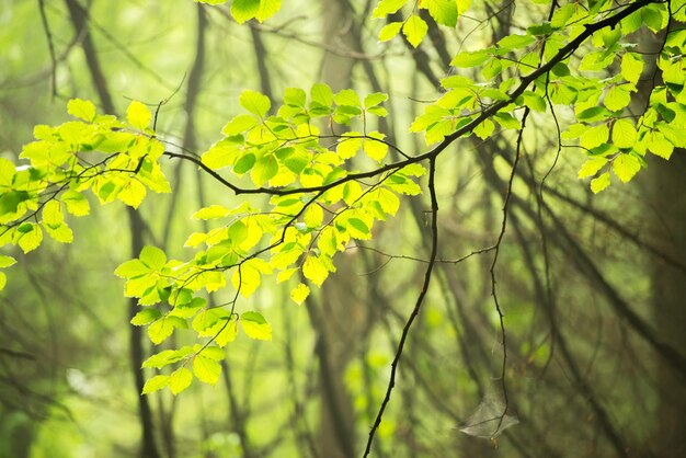 Grüner, warmer, nebliger Wald mit goldenen Sonnenstrahlen im Hintergrund, kleine Fatra-Berge, slowakische Natur