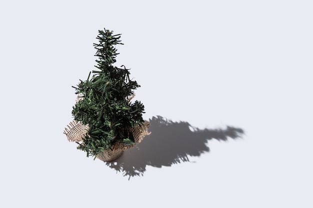 Grüner Weihnachtsbaum mit starken Schatten