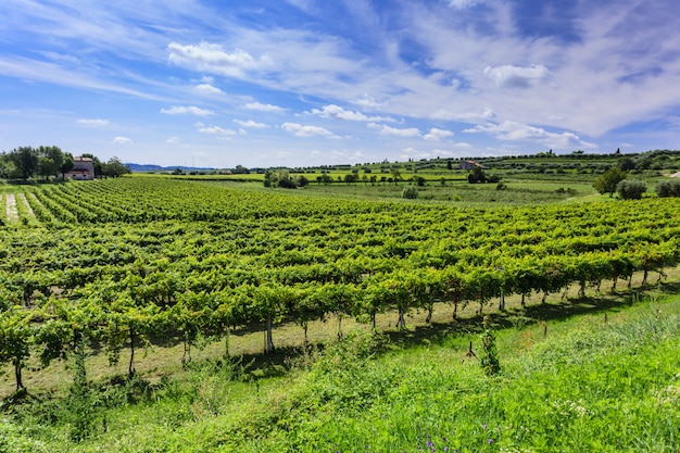 Foto grüner weinberg unter blauem himmel