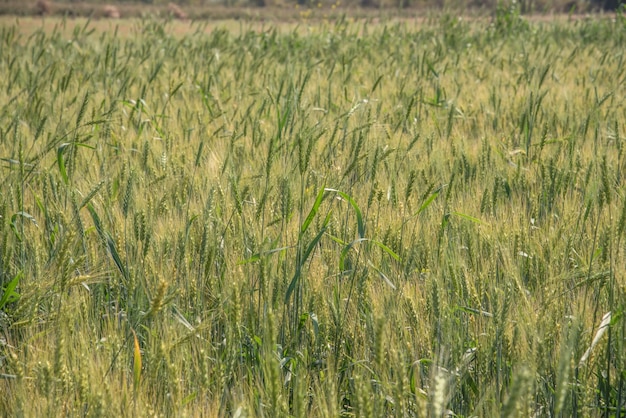 Grüner Weizen am Bio-Bauernhoffeld