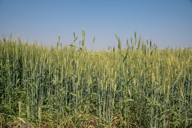 Grüner Weizen am Bio-Bauernhoffeld