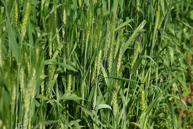 Grüner Weizen am Bio-Bauernhoffeld