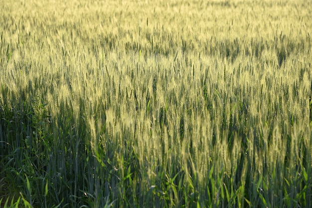 Grüner Weizen am Bio-Bauernhoffeld