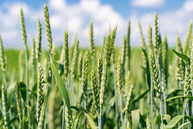 Grüner Weizen auf dem Feld