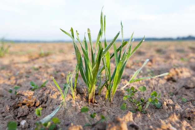 Grüner Weizen der jungen Graspflanzen-Nahaufnahme, der im Feld wächst