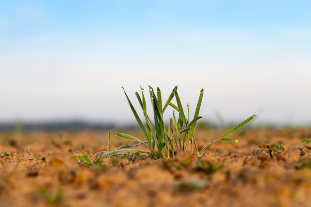 Grüner Weizen der jungen Graspflanzen-Nahaufnahme, der im Feld wächst