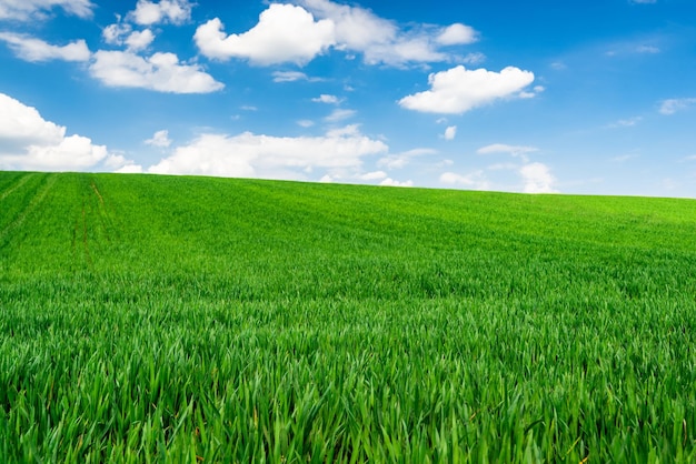 Grüner Weizen oder Gras und blauer Himmel mit Wolken Ackerland oder Countruside ländliche Landschaft