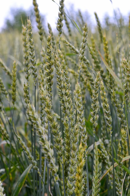 Grüner Weizen wächst auf dem Feld. Grüne Ähren