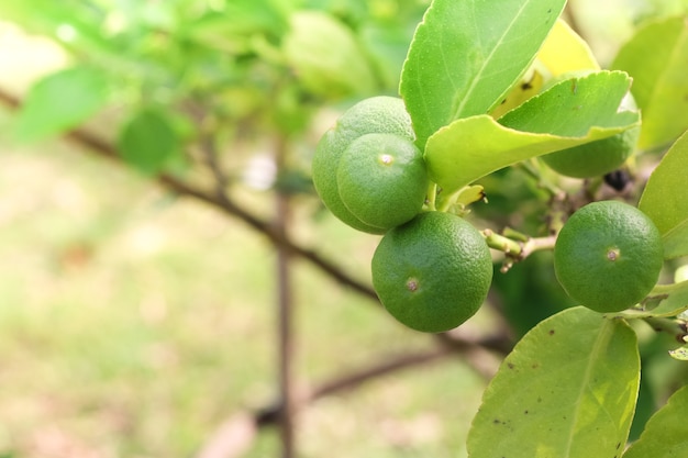 Grüner Zitronenbaum im Garten mit Tageslicht.