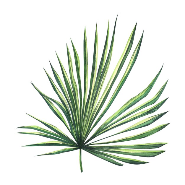 Grüner Zweig der Palmyra-Palme, tropische Aquarell-Illustration, handgezeichnet, isoliertes Objekt auf weißem Hintergrund für Design und Dekoration