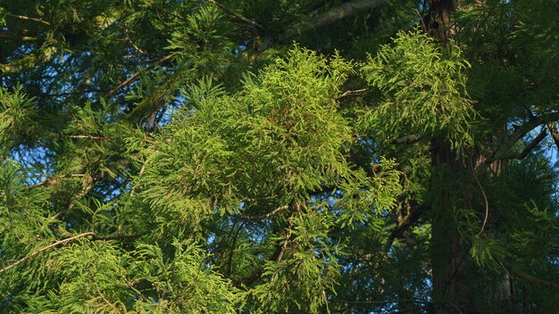 Grüner Zweig der Thuja schwingt wunderschönen grünen Blättern der Thuja occidentalis