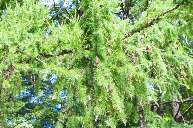 Grüner Zweig des Lärchenbaums mit Zapfen im Wald