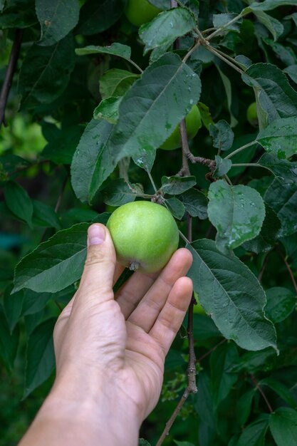 Grüner Zweig mit einem grünen Apfel im Garten. Männer pflücken einen Apfel von einem Baum