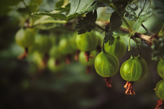 Grüner zweig mit vier roten reifen frischen stachelbeerbeeren mit grünen blättern ist auf einem schönen unscharfen hintergrund herein. ein garten im sommer. selektiver fokus.