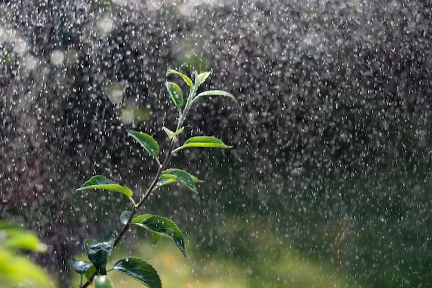 Grüner Zweig unter Wasser, der aus Wassersprinkler spritzt Frischer Sommerhintergrund Wassertropfen