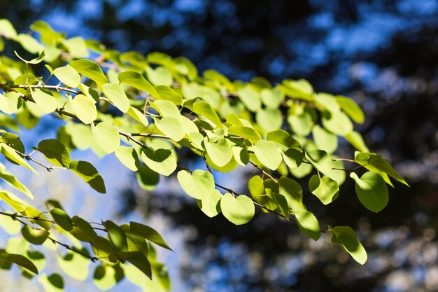 Grüner Zweig von Cercidiphyllum japonicum