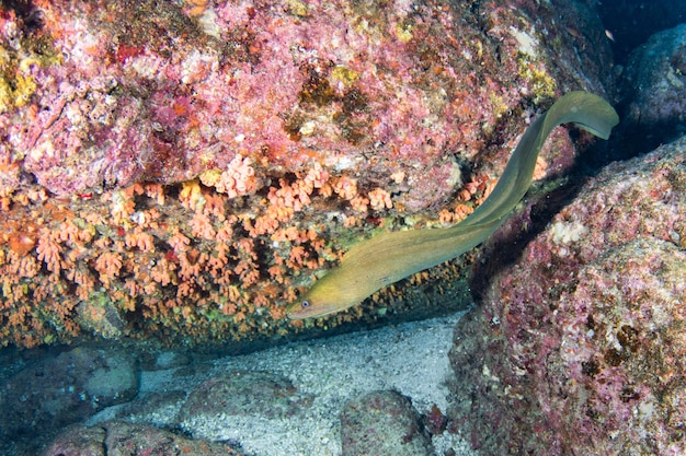 Foto grünes aal-mooray-porträt näher detail, das außerhalb des nestes schwimmt