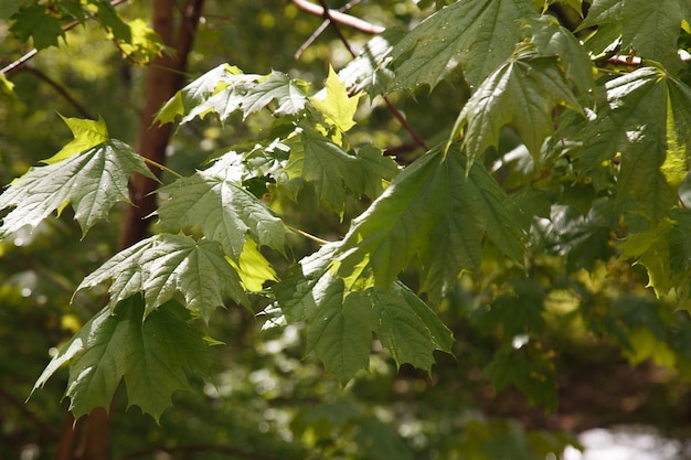 Grünes Ahornblatt im selektiven Fokus des grünen Laubs