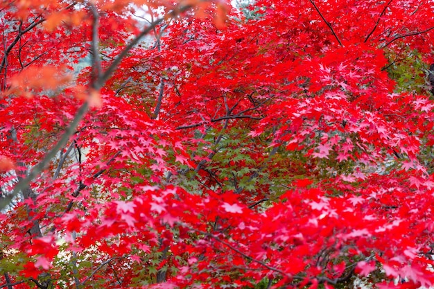 Foto grünes ahornblatt inmitten roter ahornblätter