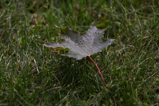 Grünes Ahornblatt liegt in Regentropfen auf dem Gras
