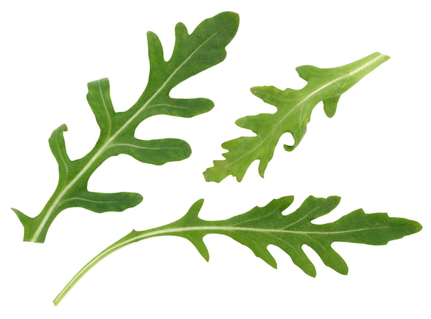 Grünes Arugula-Blatt auf einem weißen isolierten Hintergrundbestandteil für Salate