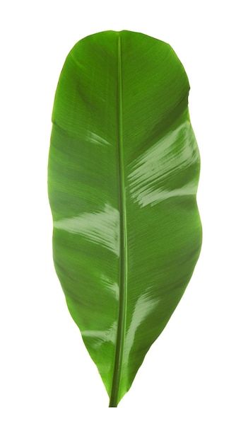 Grünes Bananenblatt auf weißem Hintergrund